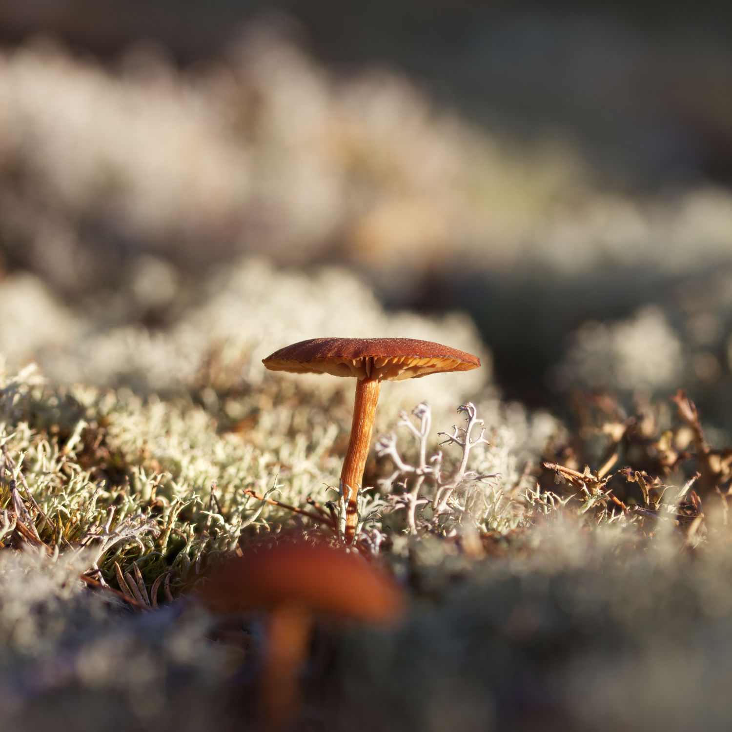 Alien Planet