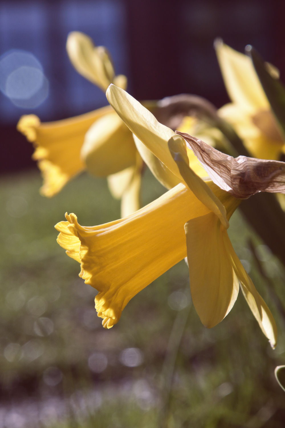 Yellow Glimpse